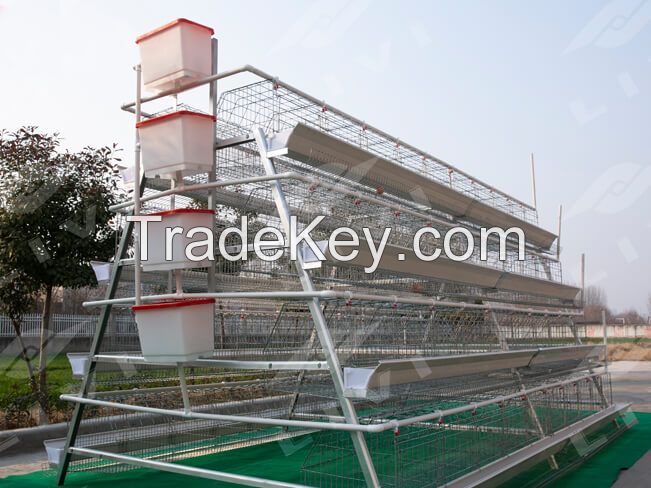 A type cage system for 5000 chickens poultry farm