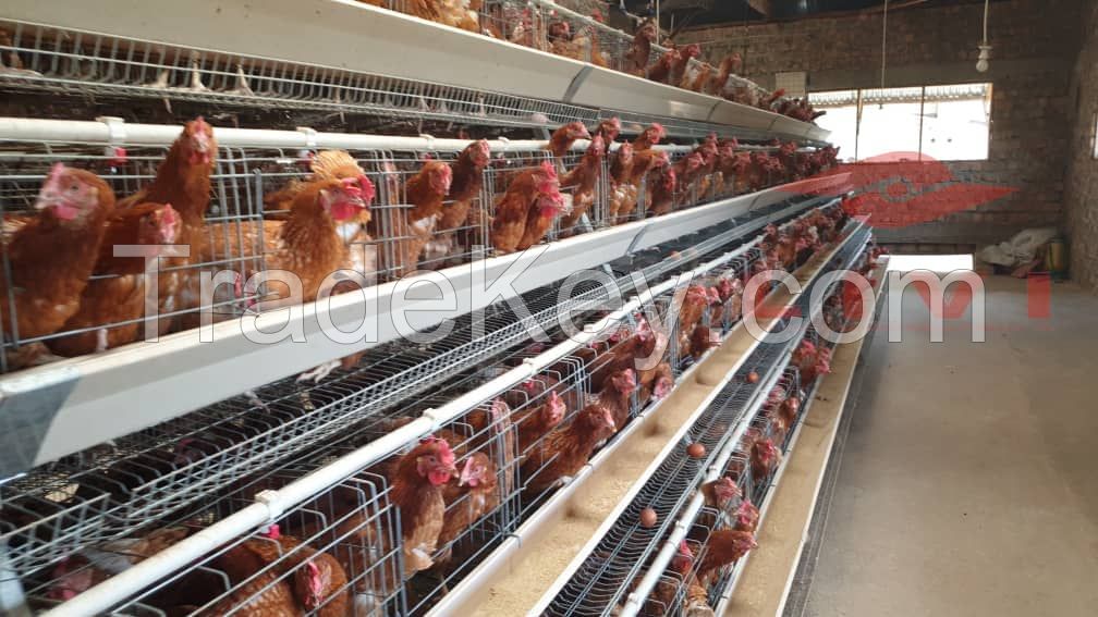 4 tier battery layer chicken cage system