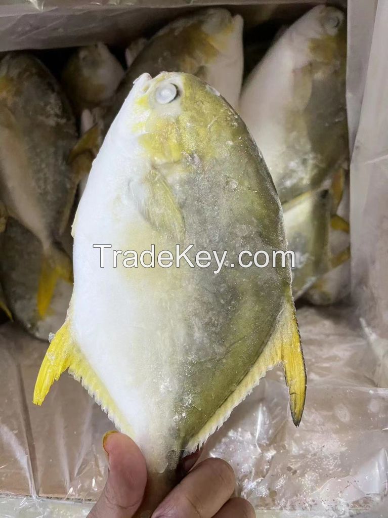 frozen golden pompano