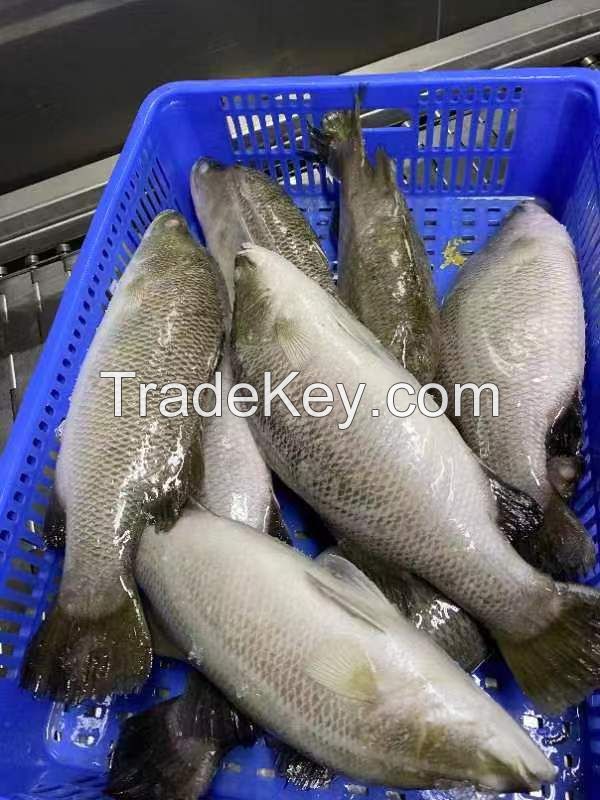 frozen barramundi