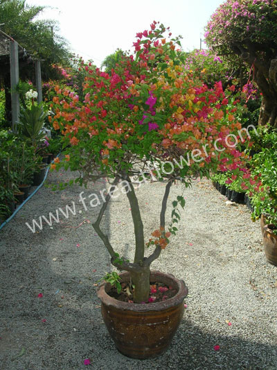 Ornamental Plants