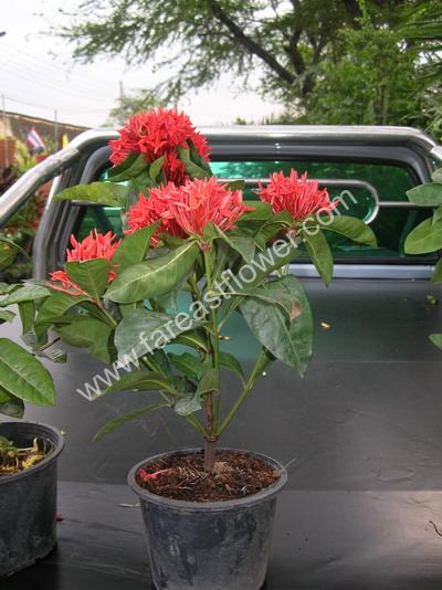 Ixora nursery plant