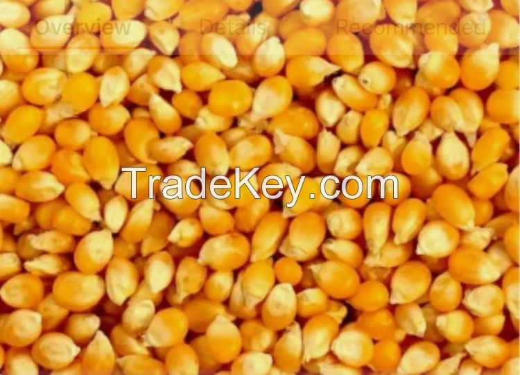 Yellow maize and raw cashew nuts