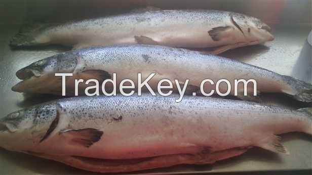 Frozen Salmon Fish, Tuna, Cod, Tilapia, Sardines, Cat fish 