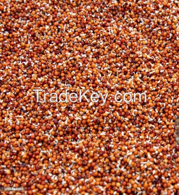 PREMIUM FINGER MILLET