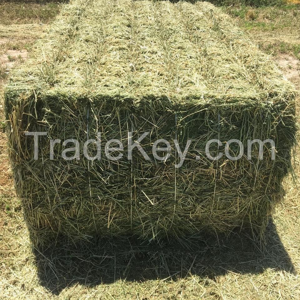 Alfalfa Hay in Bales