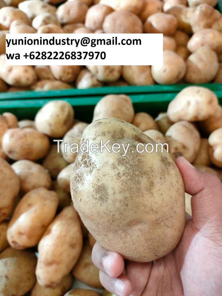 GIANT HUGE POTATO