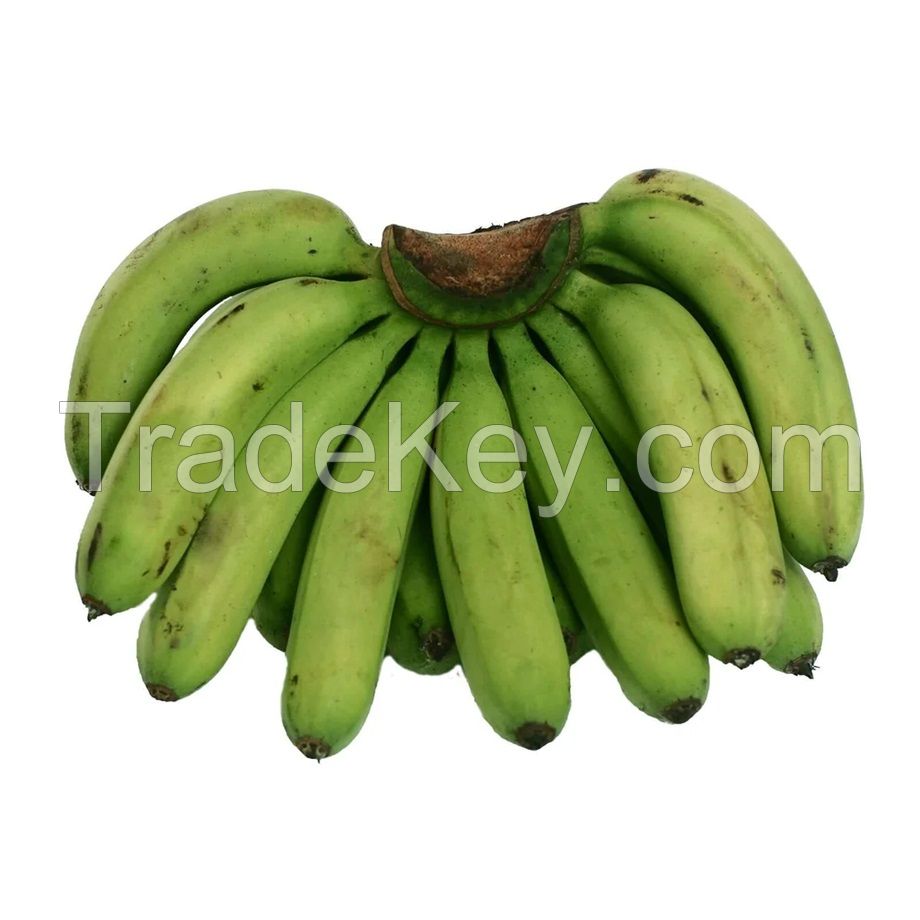 Cavendish Banana Best Quality Premium Grade Common Cultivation Type Wholesale 100% Natural Fresh Bananas