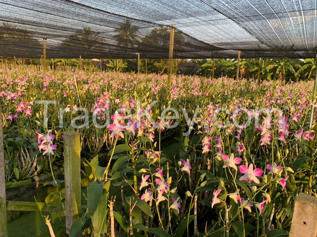 Dendrobium Anina Orchid Stem (Pink Color)