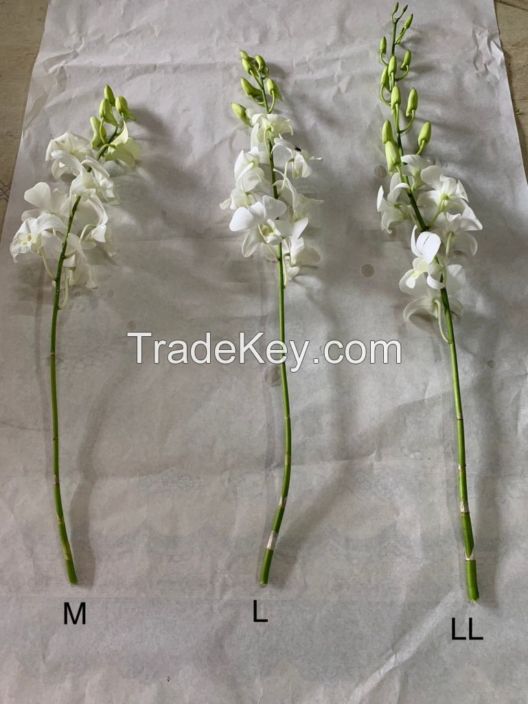 White Sanan Orchid Stem