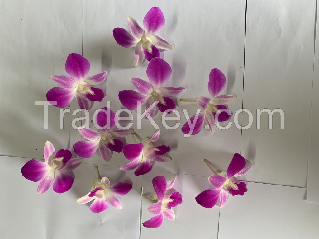 Dendrobium Anina Orchid Loose Bloom (Pink Color) 