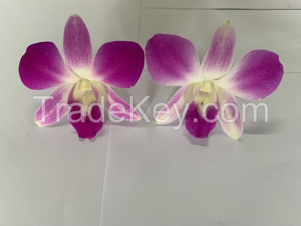 Dendrobium Anina Orchid Loose Bloom (Pink Color) 