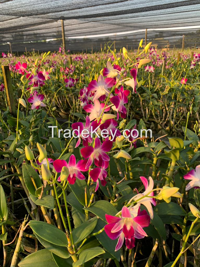 Dendrobium Sonia Orchid Stem (red Color)