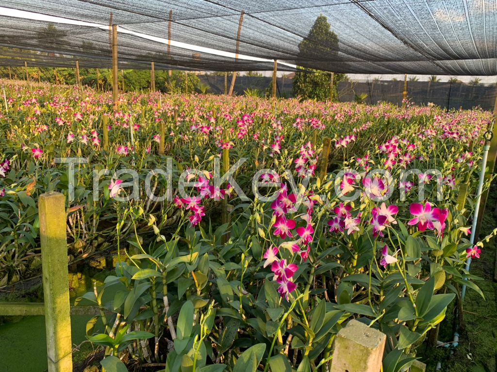 Dendrobium Sonia Orchid Stem (red Color)