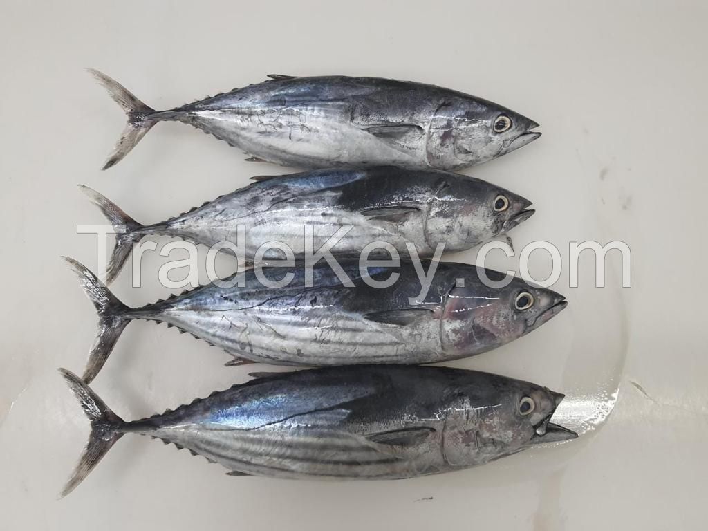 Skipjack Tuna