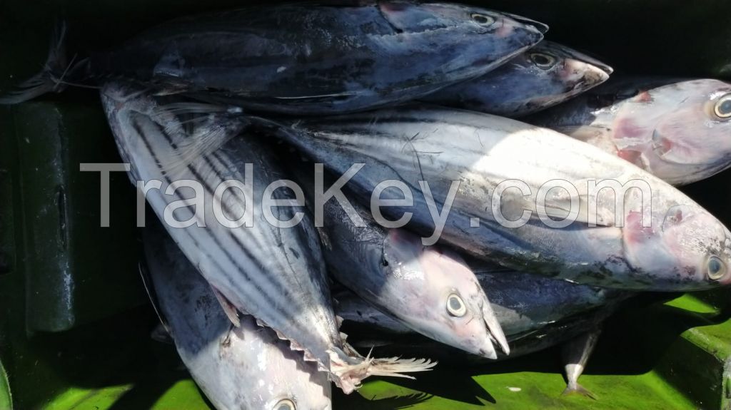 Skipjack Tuna Fish