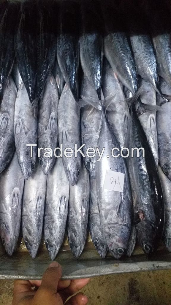 Skipjack Tuna Fish