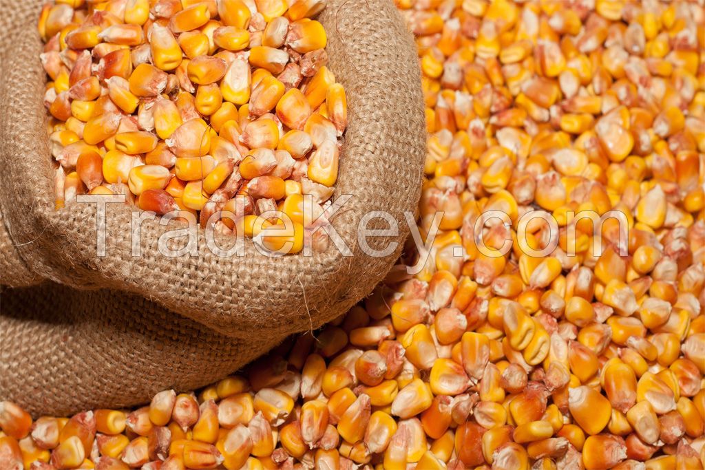  YELLOW CORN / MAIZE for animal feed - USA Origin - Best Prices