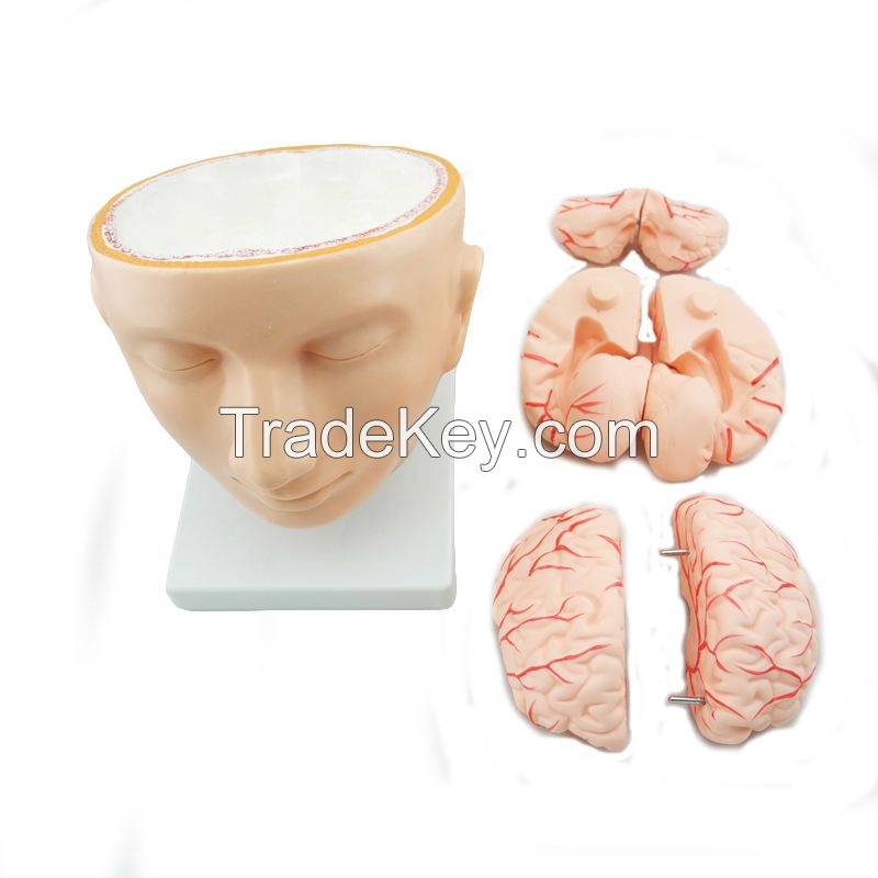 Plastic PVC Anatomical Head Model with Arteries Skeleton Specimen for Nurse Training in Medical Science