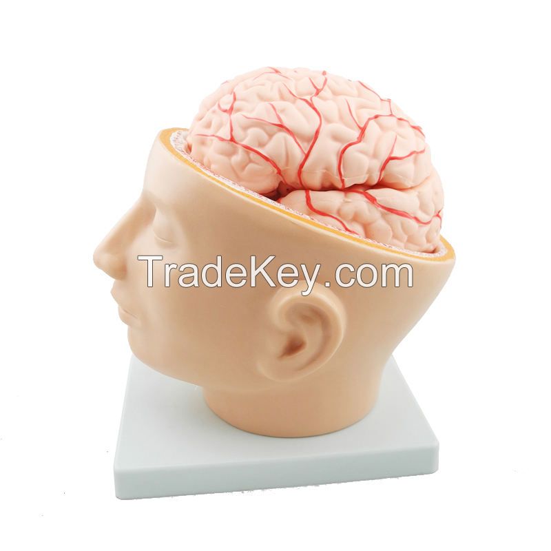 Plastic PVC Anatomical Head Model with Arteries Skeleton Specimen for Nurse Training in Medical Science