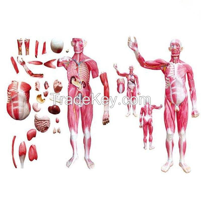 Muscles Whole Human Body 25 Parts Model with Main Vessels and Nerves