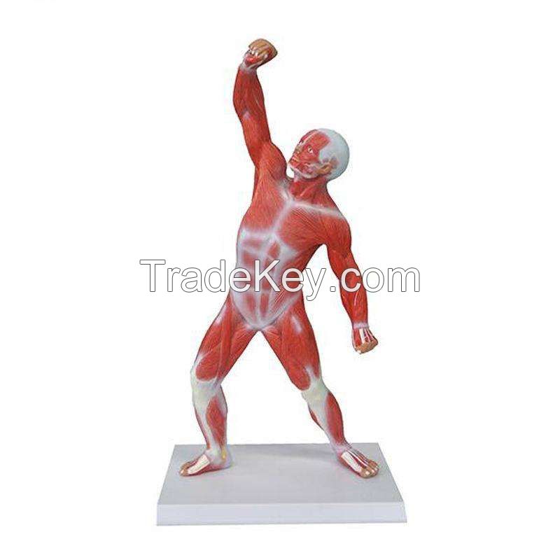 Muscles Whole Human Body 25 Parts Model with Main Vessels and Nerves