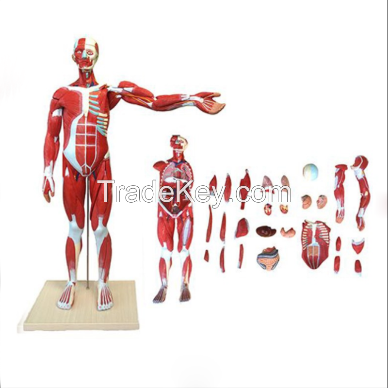 Muscles Whole Human Body 25 Parts Model with Main Vessels and Nerves