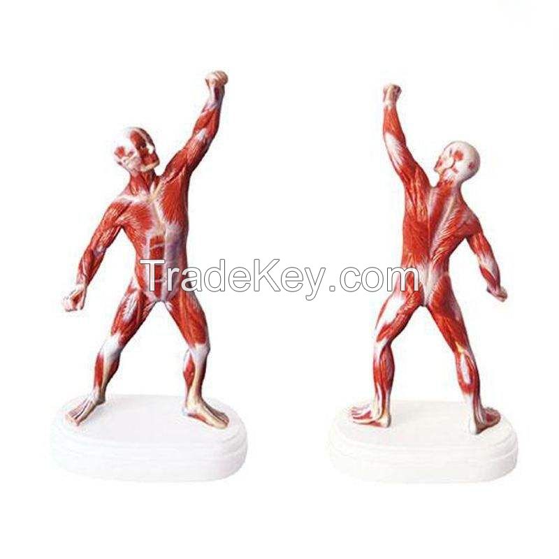 Muscles Whole Human Body 25 Parts Model with Main Vessels and Nerves