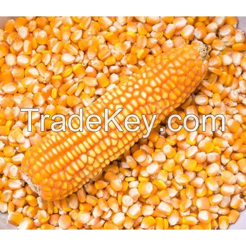 Wholesale Yellow Corn, Non GMO Yellow Corn for Animal Feed, Yellow Corn Maize For Export 