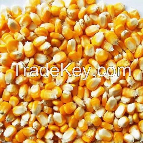 New Crop Yellow Yellow corn for animal/ feed grade yellow corn/ animal feed