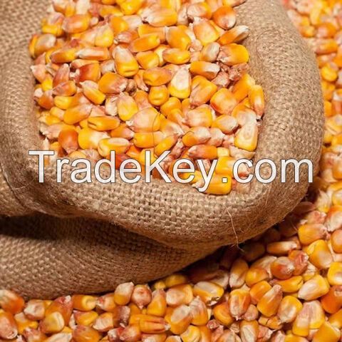 Agricultural Product Bulk Grain Yellow Dried Corn Kernels Dried Maize Dried Yellow Corn with Competitive Price