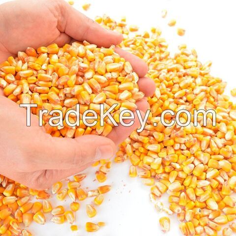 New Crop Yellow Yellow corn for animal/ feed grade yellow corn/ animal feed