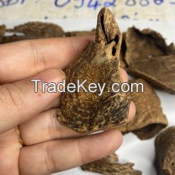 Agarwood Oud Malaysia Triple