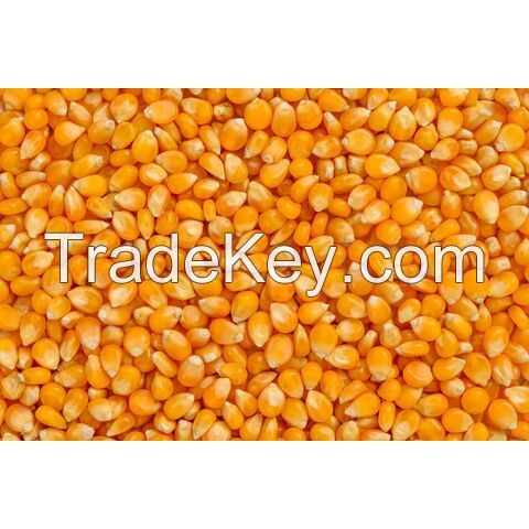 Sweet Yellow Corn Kernel Bulk Price