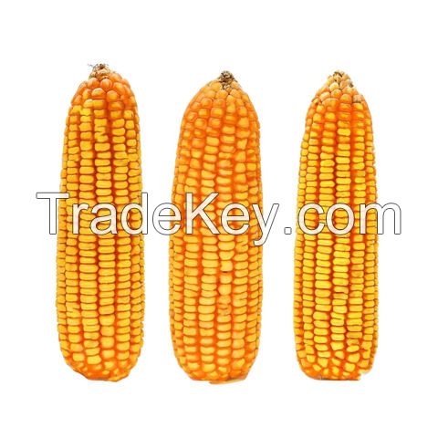 Agricultural Product Bulk Grain White Dry Corn Dried Maize Dry White Corn with Competitive Price Animal and Human Consumption