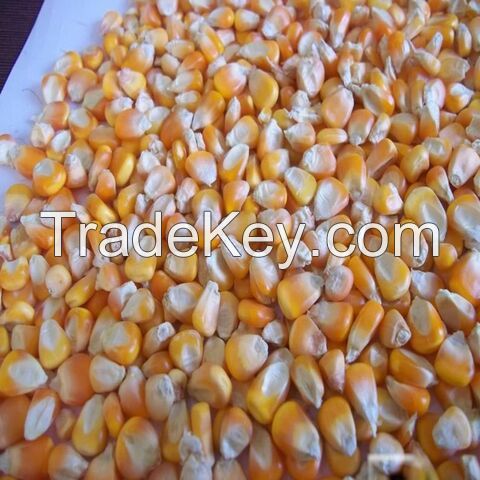 Export Top Selling Non GMO Yellow Maize Corn/ Yellow Corn & White Corn/Air Dried Yellow Maize Corn for Sale