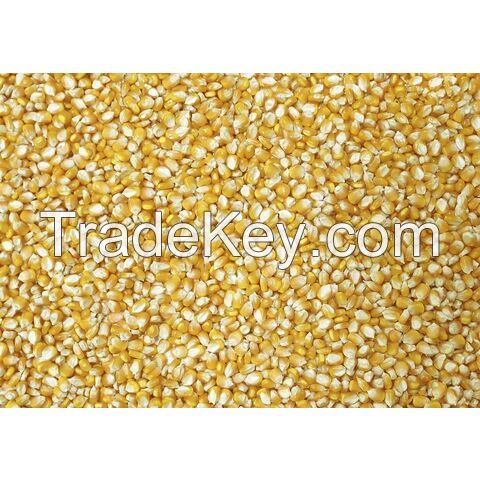 Export Top Selling Non GMO Yellow Maize Corn/ Yellow Corn & White Corn/Air Dried Yellow Maize Corn for Sale