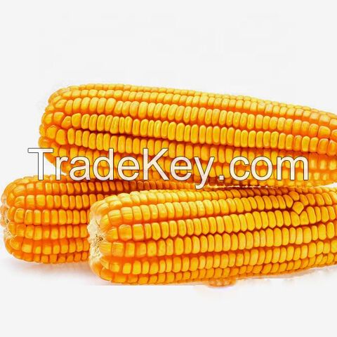 Agricultural Product Bulk Grain White Dry Corn Dried Maize Dry White Corn with Competitive Price Animal and Human Consumption