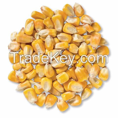 Wholesale high quality yellow corn for human consumption and animal use ready for export (NON-GMO)H