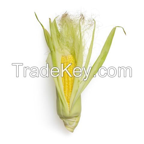 Rich in high quality vitamins Pure natural Bags Organic Sweet Dry Baby Corn Yellow Maize Corn Grit