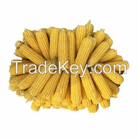 Wholesale high quality yellow corn for human consumption and animal use ready for export (NON-GMO)H