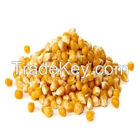 Yellow Corn yellow corn for human consumption non gmo yellow corn/ yellow corn for animal feed popcorn