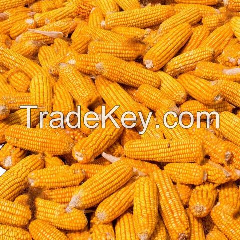 Agricultural Product Bulk Grain White Dry Corn Dried Maize Dry White Corn with Competitive Price Animal and Human Consumption