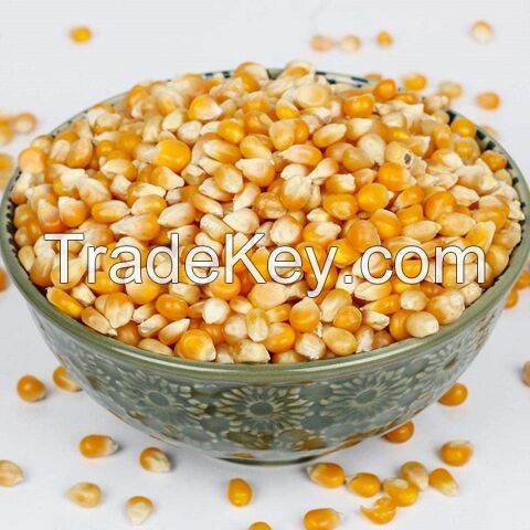 Quality Dried Yellow Maize Corn for Sale/ Premium Quality Yellow Corn