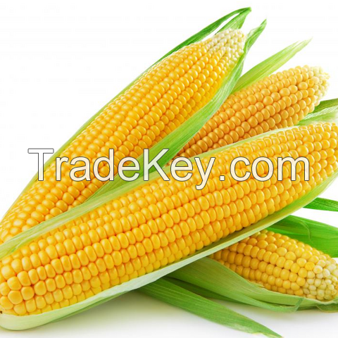 Quality Dried Yellow Maize Corn for Sale/ Premium Quality Yellow Corn