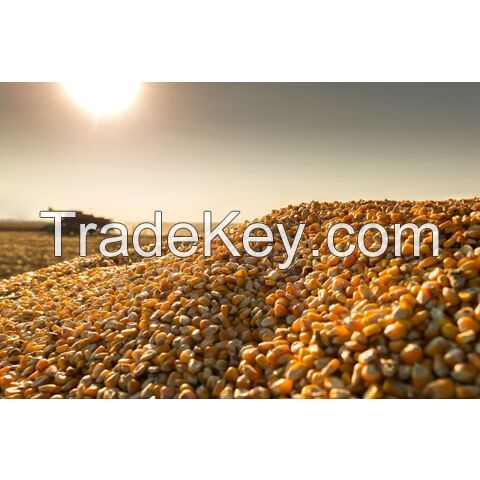 Export Top Selling Non GMO Yellow Maize Corn/ Yellow Corn & White Corn/Air Dried Yellow Maize Corn for Sale