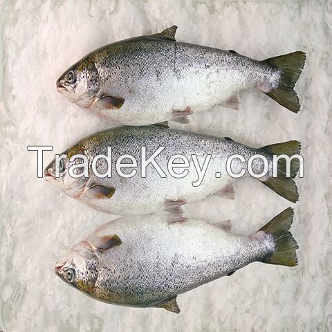 Order High quality wholesale bulk seafood fresh Salmon frozen fish. Food Grade Factory Directly Supply Frozen Salmon Fish.