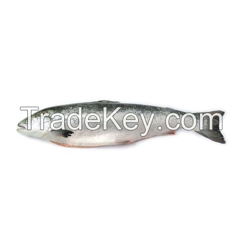 Frozen salmon fish Norway seafood fillet portions loins steaks slices private label for wholesale