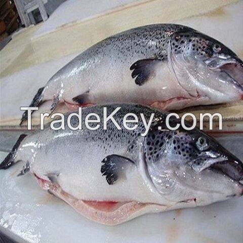 Order Frozen Atlantic Salmon Head For Sale / Frozen Whole Salmon Fish / Frozen Salmon Bellies