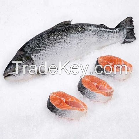 Product Name: Premium Frozen Salmon Fillets Short Description: Elevate your culinary creations with our Premium Frozen Salmon Fish